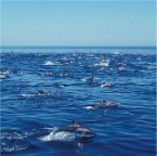 dolphins sea of cortez