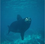 sea lion sea of cortez